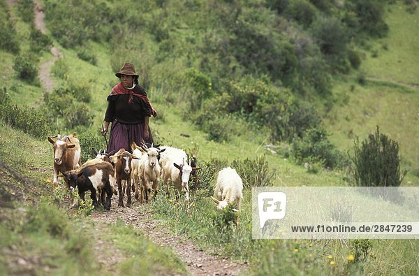Woman walking with goats  The Sacred Valley of the Incas  north of Cusco  Peru