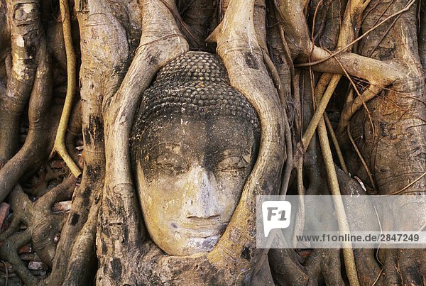 Süd-Ost-Asien  Thailand  Ayutthaya  Wat Mahathat  Buddha Kopf verschlungen in Wurzeln der Banyan-Baum