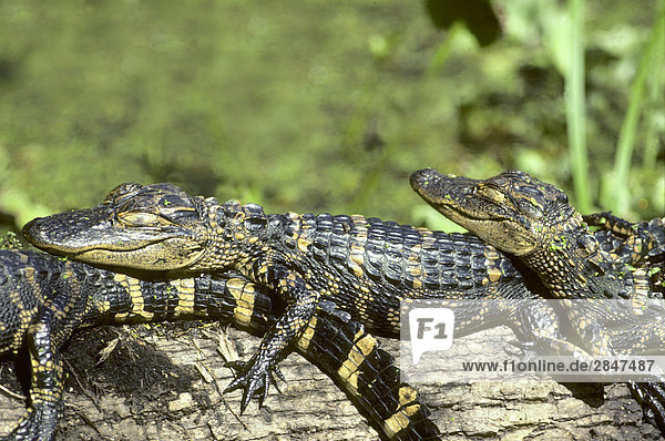 Jungtier amerikanischen Alligators (Alligator Mississippiensis) Sonnen sich in der Sonne  Florida  USA.