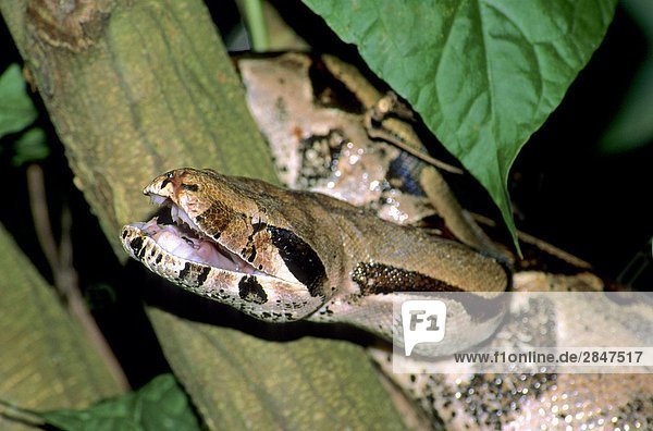 Adult Boa Constrictor (Boa Constrictor) klaffende Bedrohung Anzeige  Trinidad.