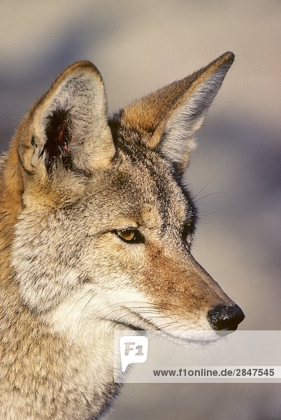 Adult Coyote (Canis Latrans)  Mojave-Wüste  Kalifornien  USA