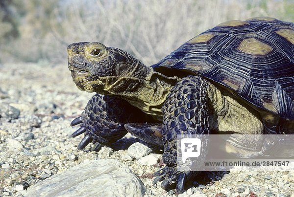 Adult Wüste Gopherschildkröte (Gopherus Agassizii) Nahrungssuche in der Sonora-Wüste  Süd-Arizona  USA