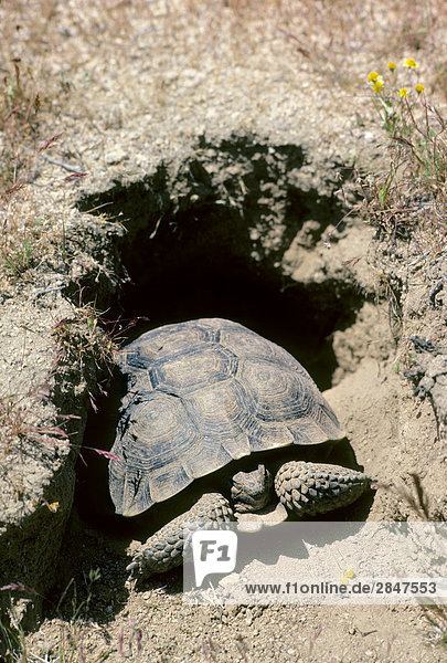 Adult Wüste Gopherschildkröte (Gopherus Agassizii) Nahrungssuche in der Mojave-Wüste  Kalifornien  USA