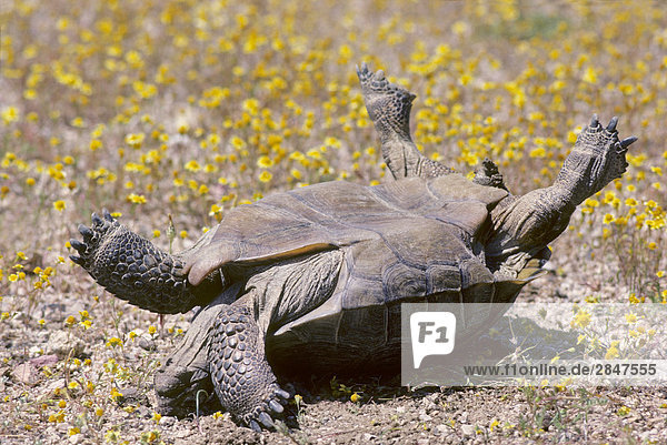 Männlich Wüste-Gopherschildkröte (Gopherus Agassizii)  die während der Paarung umgestürzt und Probleme aufrichtenden selbst  Mojave-Wüste  Kalifornien  USA