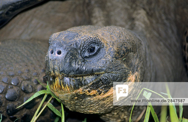 Galapagos Riesenschildkröte (Geochelone Elephantophus)  Santa Cruz Insel  Galapagos Archipel  Ecuador