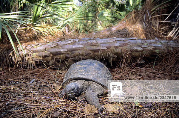 Gopher-Gopherschildkröte (Gopherus Polyphemus)  Zentral-Florida