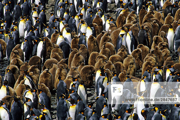 Adult König Penguins (Aptenodytes Patagonicus) und Küken  Salisbury Plains  South Georgia Island  südlichen Atlantik