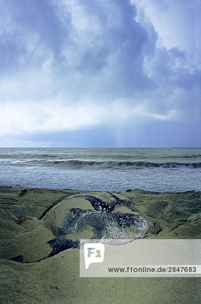 Wasserschildkröte Schildkröte über frontal Sand Schwimmflosse Flosse Tarnkleidung Lederschildkröte Dermochelys coriacea fegen
