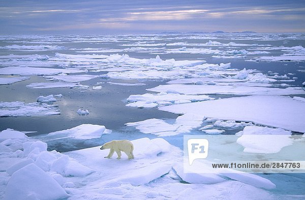 Adult Eisbär (Ursus Maritimus) auf Packeis jagen. Spitzbergen  Norwegen.