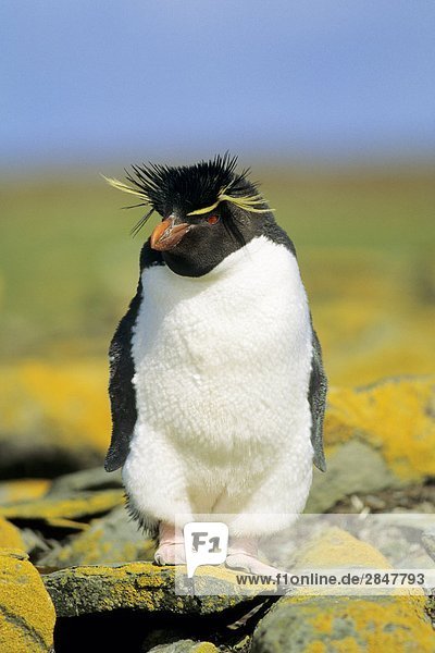 Adult Rockhopper Penguin (Eudyptes Chrysocome)  Falkland-Inseln  Süd Atlantik