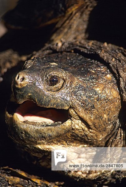 Vereinigte Staaten von Amerika USA Landschildkröte Schildkröte Erwachsener