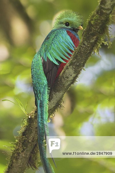 Eine männliche Resplendent Quetzal (Pharomachrus Mocinno) in Cerro De La Muerte  Costa Rica.