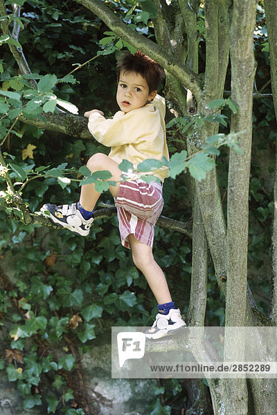 Junge klettert Baum  schaut über die Schulter auf die Kamera