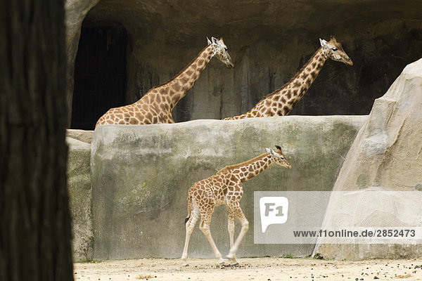 Erwachsene und junge Giraffen (Giraffa camelopardalis)