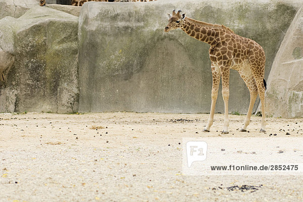 Giraffenbaby (Giraffa camelopardalis)