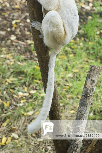 Lemur im Baum  niedriger Schnitt