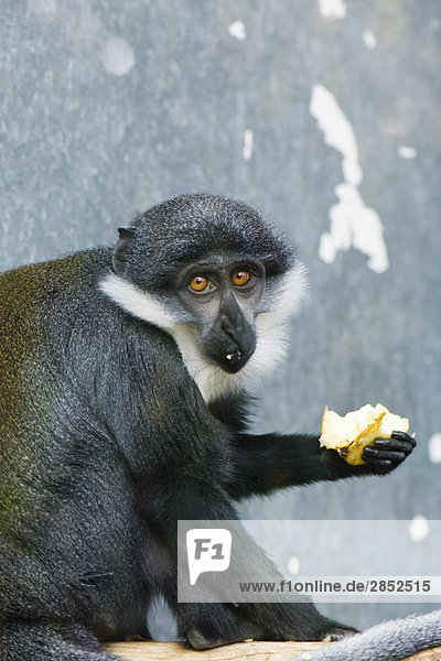 Diana Monkey (Cercopithecus diana)  Obst essen