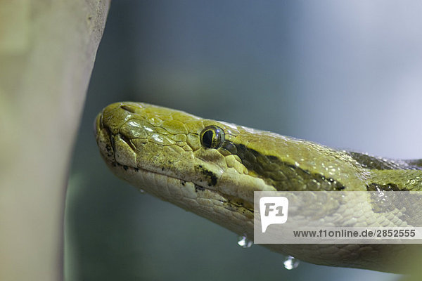Burmesische Python (Python molurus bivittatus)