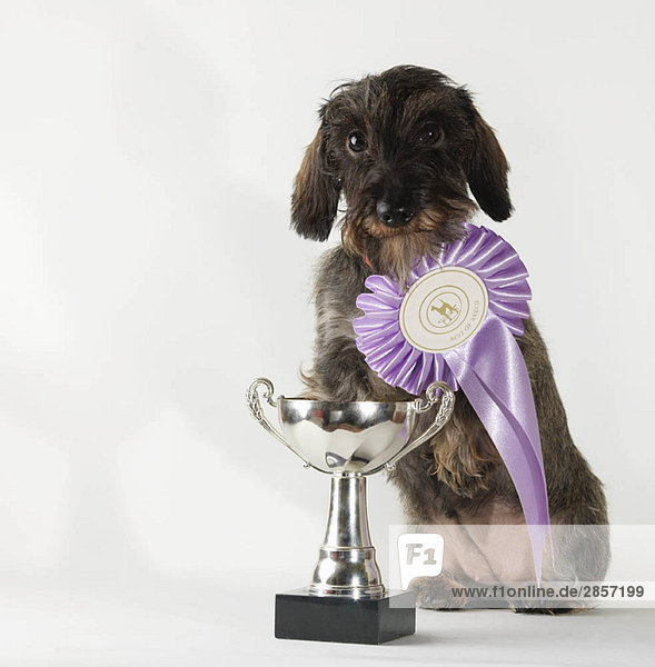 Hund mit Best-in-Breed-Band