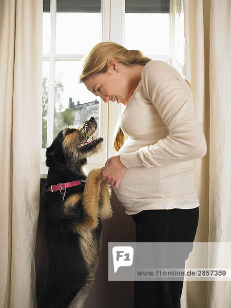 Schwangere Frau und Haushund