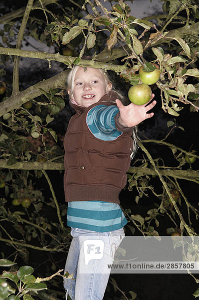 Junges Mädchen beim Apfelpflücken