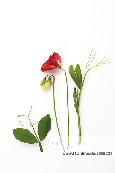 Rote und weiße Wickenblume (Vicia)  erhöhte Ansicht