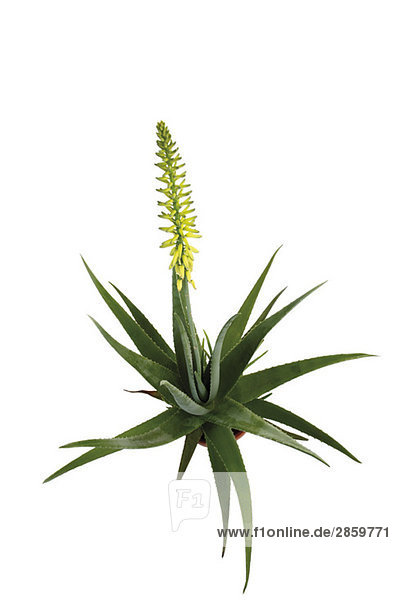 Blühende Aloe Vera Pflanze
