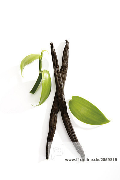 Vanilleschoten (Vanilla planifolia)