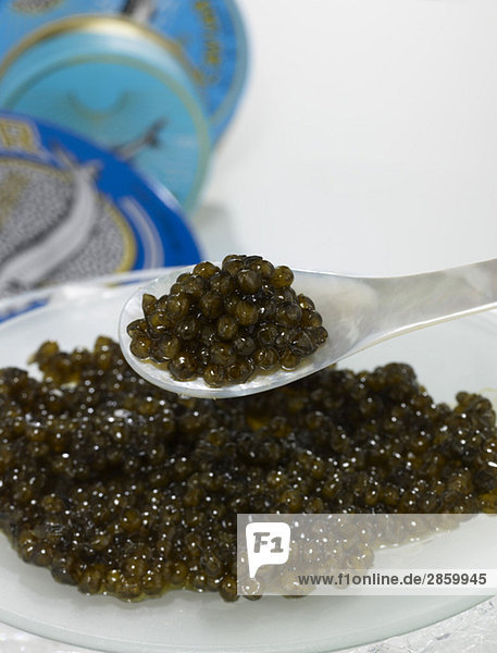 Ossietra Kaviar auf Löffel  Nahaufnahme