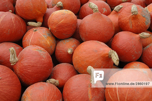 Pumpkins  (Cucurbita)  full frame  close-up