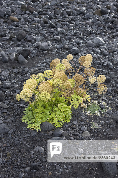 Island  Pflanze auf steinigem Boden  Nahaufnahme