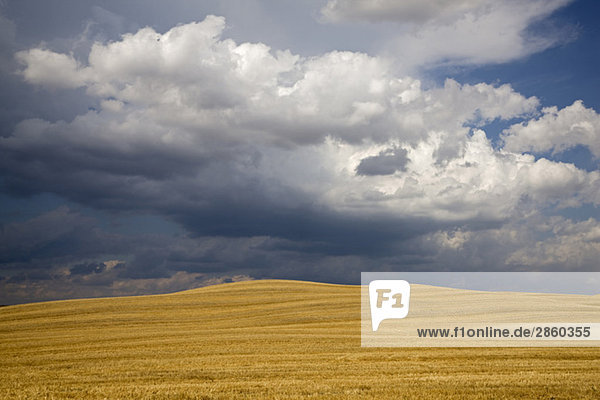 Italy,  Tuscany,  Thunderclouds over corn field