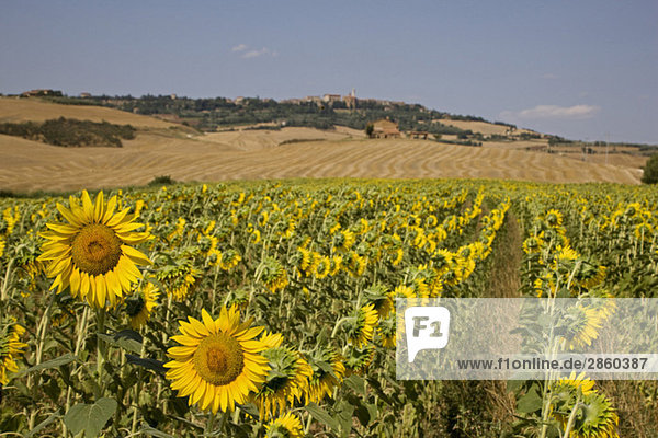 Italy  Tuscany  Field of sunflowers  Pienza in background