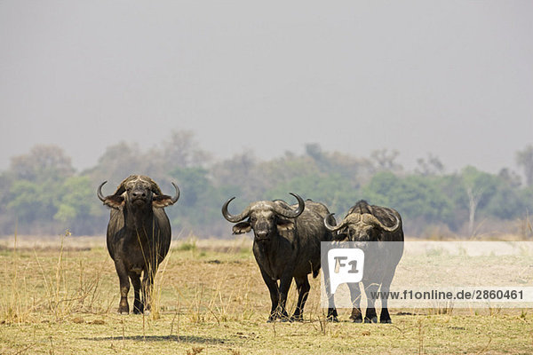 Africa  Sambia  Buffalo (Syncerus caffer) on plain