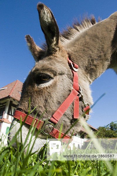 Portrait of donkey (Equus asinus asinus)  close up