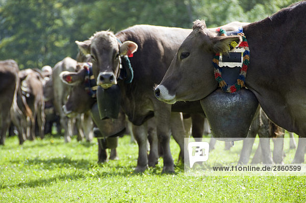 Germany  Bavaria  Allgäu  Cattle herd