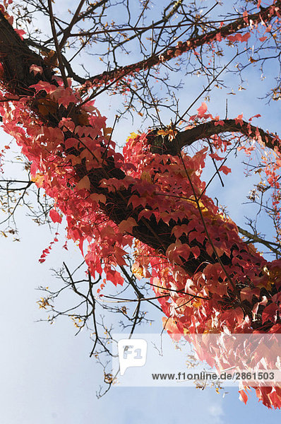 Baum bewachsen mit Virginia-Kriecher (Parthenocissus tricus)  Blickwinkel niedrig