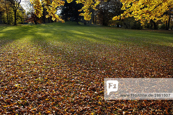 Deutschland  Bayern  München  Park mit Buchenlaub  Herbstfarben