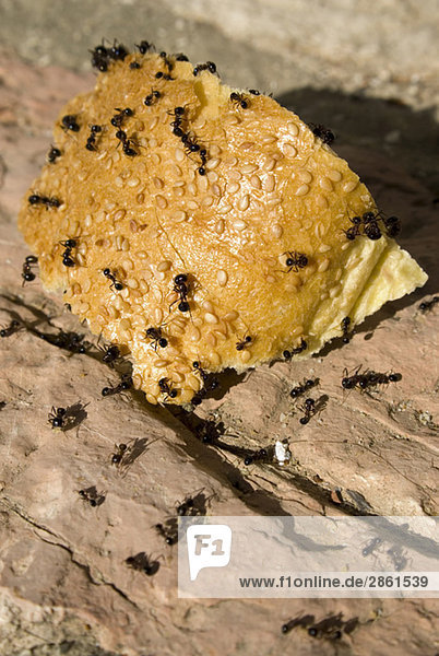 Ameisen krabbeln über Brot