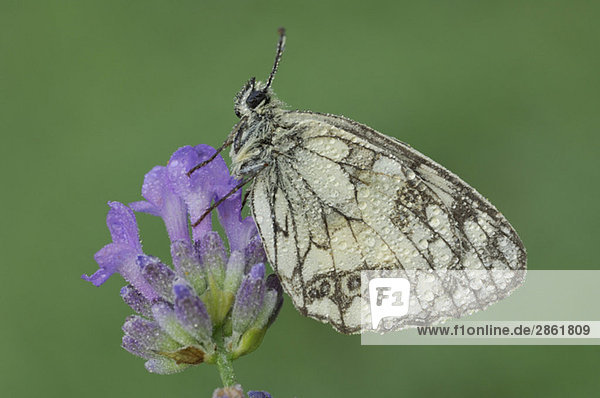Schachbrett-Schmetterling (Melanargia galathea) auf Blume