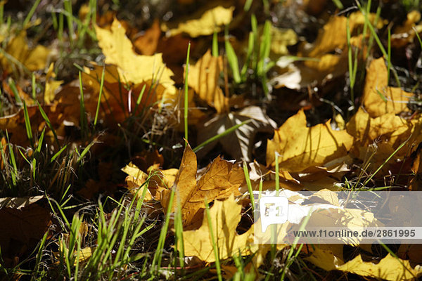 Deutschland  Bayern  Spitzahorn (Acer platanoides L.)  Herbstblätter