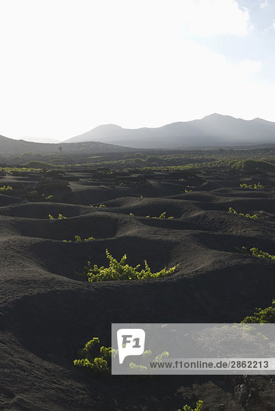 Spanien  Lanzarote  La Geria  Weinberg