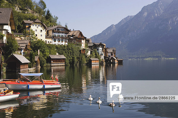 Austria  Salzkammergut  Hallstatt village and lake  swans in foreground