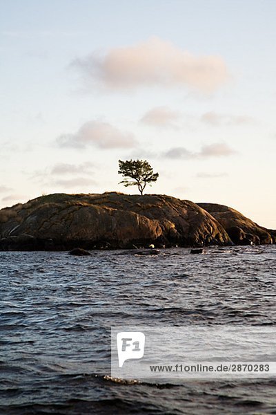Ein Bäumchen auf einer kleinen Insel Schweden.