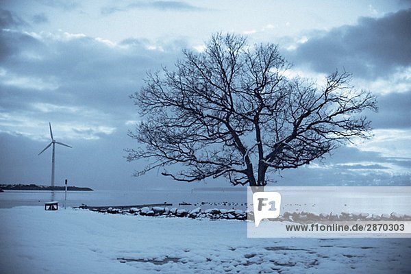 Ein Baum auf einem schneebedeckten Strand Gotland Schweden.