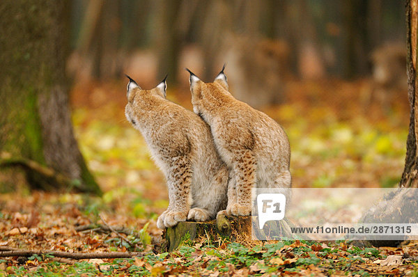 Zwei Bobcats (Lynx Rufus) sitzen im Wald  Nationalpark Bayerischer Wald  Bayern  Deutschland