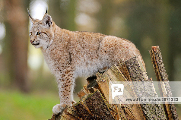 Nahaufnahme der Rotluchs (Lynx Rufus) stehend auf Baumstumpf im Wald  Nationalpark Bayerischer Wald  Bayern  Deutschland