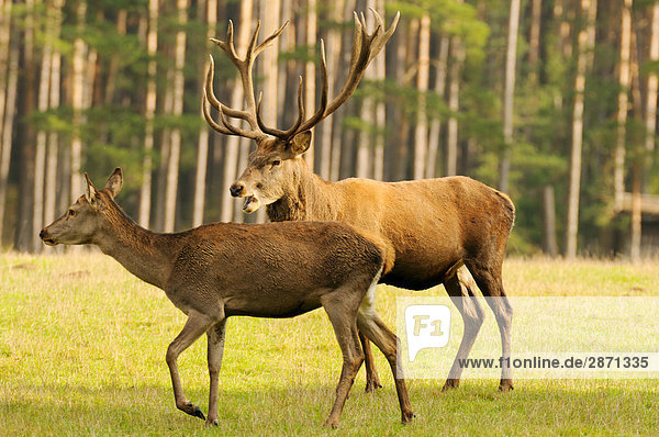 Zwei Red Deer (Cervus Elaphus) im Wald  Franken  Bayern  Deutschland
