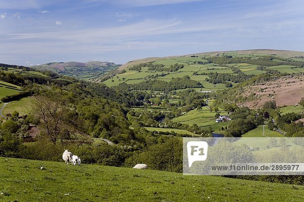 Wye Valley  Powys  Mid Wales  UK