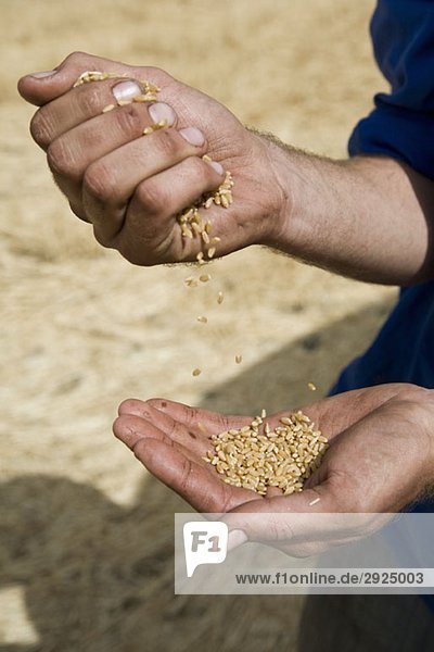 A person holding wheat